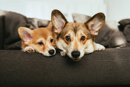 两只可爱的WelshCorgi狗在家里沙发上躺在图片