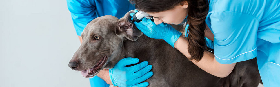 兽医助理同事用听诊器检查Weimaraner狗耳部图片