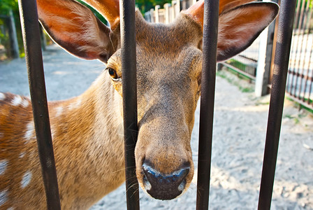 笼中的小鹿背景图片