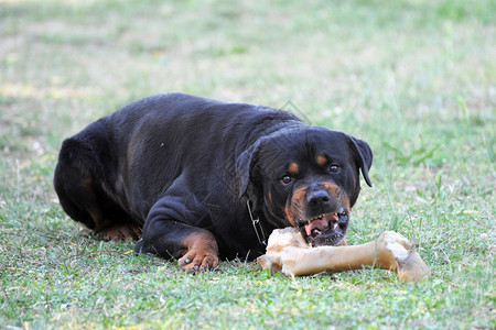 一只愤怒的纯种罗威纳犬与骨头的肖像背景图片