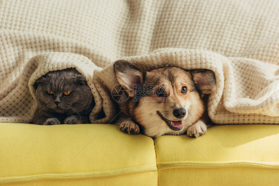 猫和狗躺在沙发上的格子下图片