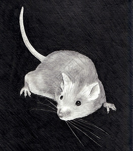石墨,一只小老鼠的石墨铅笔画插画