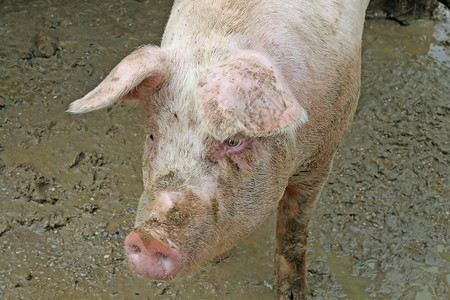 猪圈里有泥土的粉红猪背景图片