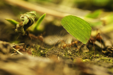 切叶刀的蚂蚁收集食物喂养图片