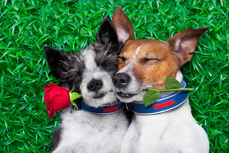 在情人节或结婚纪念日相爱的一对狗非常可爱和舒适地靠在一起图片