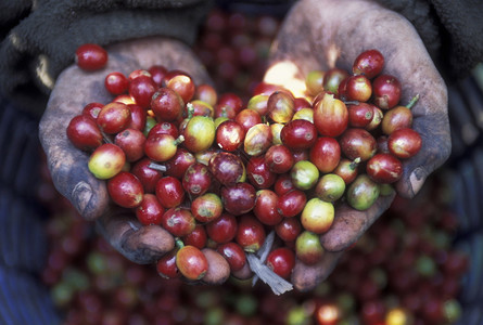 在中美洲的危地马拉安提瓜市附近种植了芬卡咖啡园图片