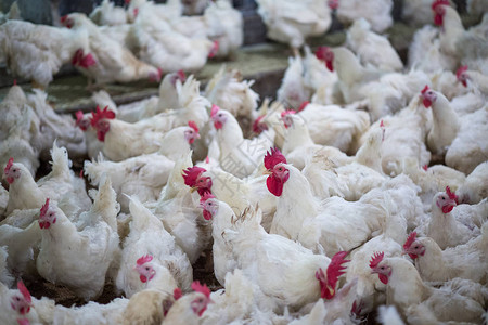 养鸡的养鸡场以养殖肉类白鸡养殖为目的畜牧业住宅经营的室内住宅在内生产图片
