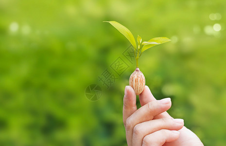 以绿色自然背景空白文字为根据种子生长植物的图片
