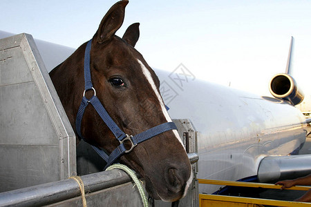 马正在装上飞机出口到SaoPaulo背景图片