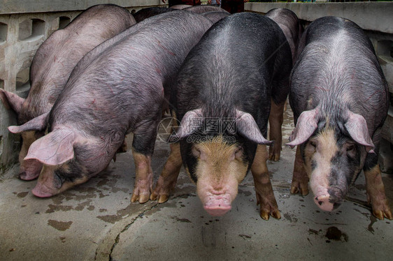 伯克希尔猪或Kurobuta猪养猪业务养猪是将家猪作为牲畜饲养和图片