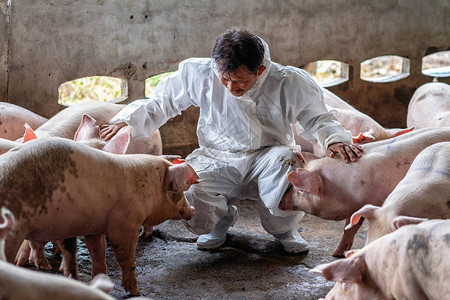 亚洲兽医在猪养场动物和猪养业图片