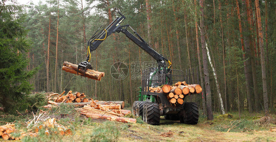 在森林里工作的收割机木材的收获木柴作为可再生能图片
