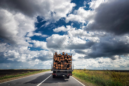 卡车运输木材所有未经处理的松木天空图片