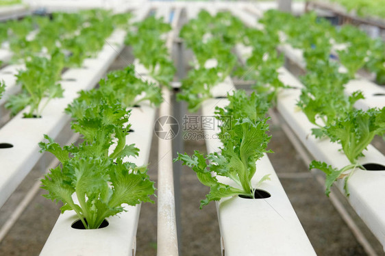 水培农场温室中种植的莴苣蔬菜图片