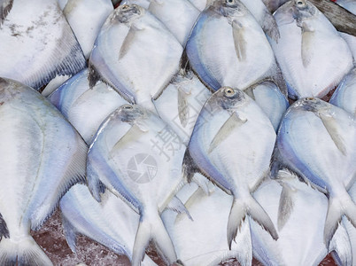 海鲜市场的新鲜白鲳鱼背景图片