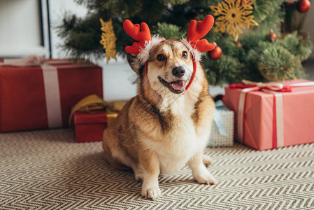 在圣诞树下的鹿角里带礼物盒的小狗welsh图片
