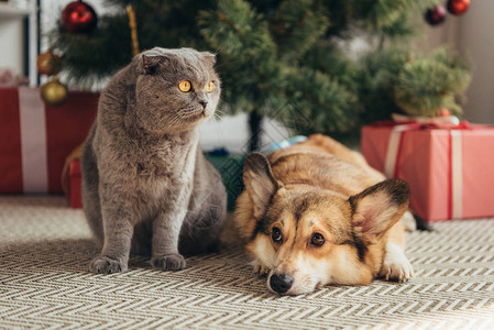 圣诞树下的苏格兰折耳猫和威尔士柯基犬背景图片