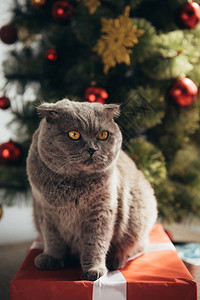 灰色毛茸的苏格兰折耳猫坐在圣诞树背景图片