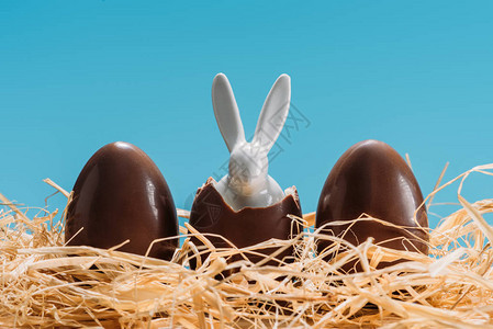 在巧克力蛋中的东兔蓝色被图片