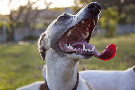 一只惠比特犬的特写图片