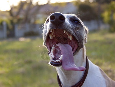 一只惠比特犬的特写图片