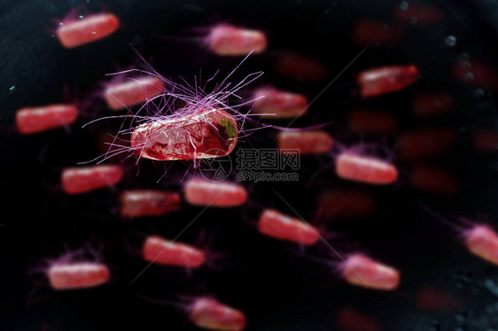 大肠埃希氏菌又称大肠菌健康科学概念图片