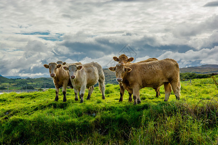 爱尔兰牧场上的牛群图片