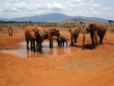 肯尼亚察沃的大象图片
