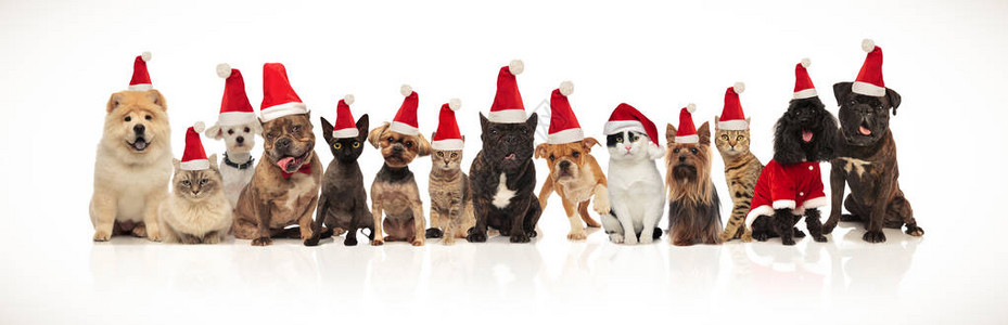 由许多可爱猫和狗组成的大型圣诞节团队站着坐在白色上图片