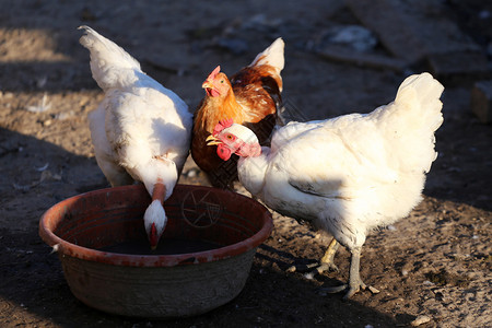 卡通鸡鸭鹅图片-卡通鸡鸭鹅素材图片大全-摄图网