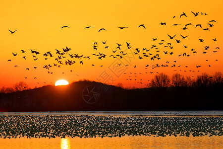 一群雁在美国宾夕法尼亚州兰开斯特县的中溪野生图片
