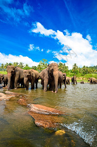 河里的大象图片