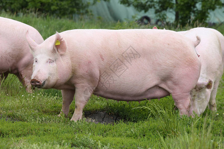 大肥母猪在夏季牧场吃草图片