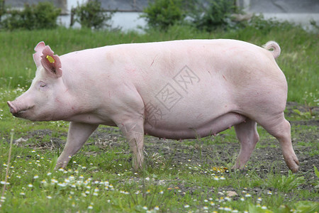 家养猪在新鲜绿草图片