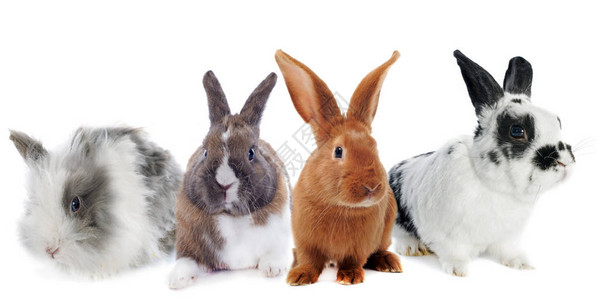 白色背景前的鼠兔组图片