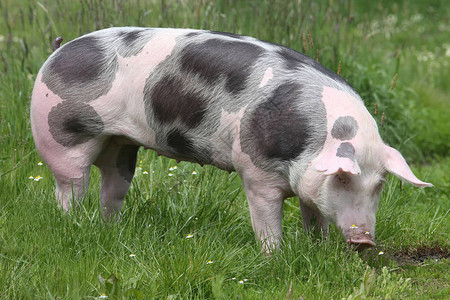 健康的年轻小猪在绿色草地上放牧图片