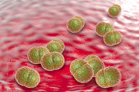 3D显微镜接近脑膜炎细菌又图片