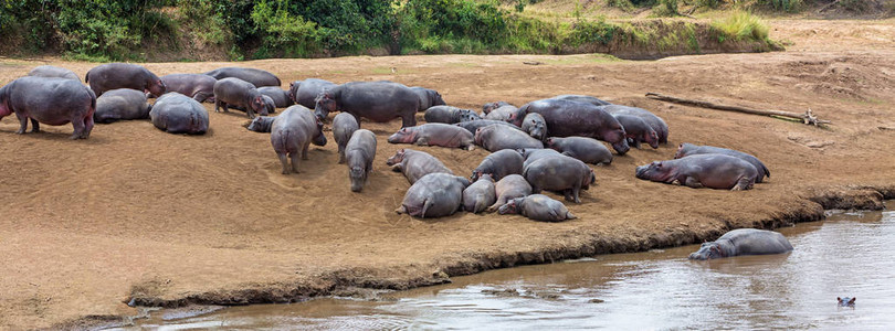 在非洲肯尼亚马拉河沿岸的大型河马太阳浴池图片
