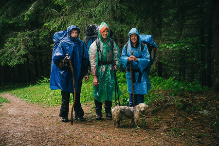 一群朋友带着狗一起在雨林里旅行图片
