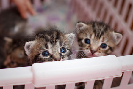 两只刚出生的小猫从篮子里看图片