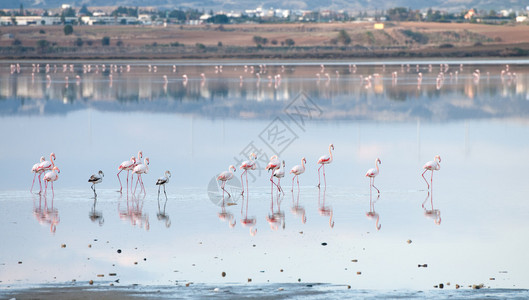 塞浦路斯拉纳卡盐湖的火烈鸟群背景图片
