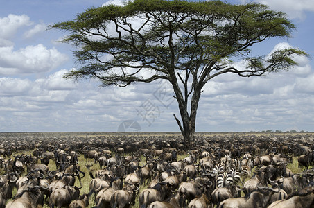 在非洲坦桑尼亚塞伦盖蒂公园迁徙的图片