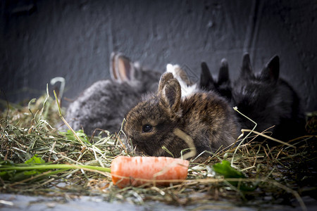 家中笼子里的小兔子图片