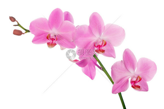 孤立在白色背景上的粉红色兰花图片