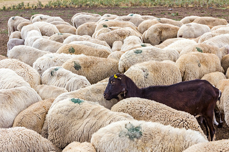 Flock羊有一只黑山羊是他们图片