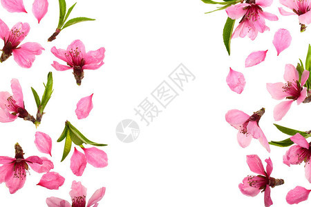 粉色花瓣装饰的白背景图片
