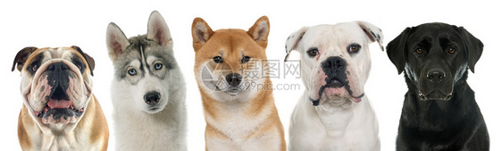 白色背景前的五只纯种狗图片