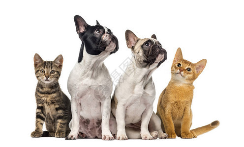 一群猫和狗坐着图片