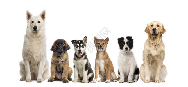 一群狗坐在白色背景前图片