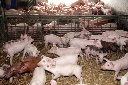畜牧养殖图片来自农家院子里的猪群图片